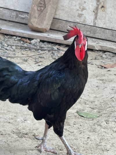 Beautiful Black Rooster for Sale – Rs. 15,000