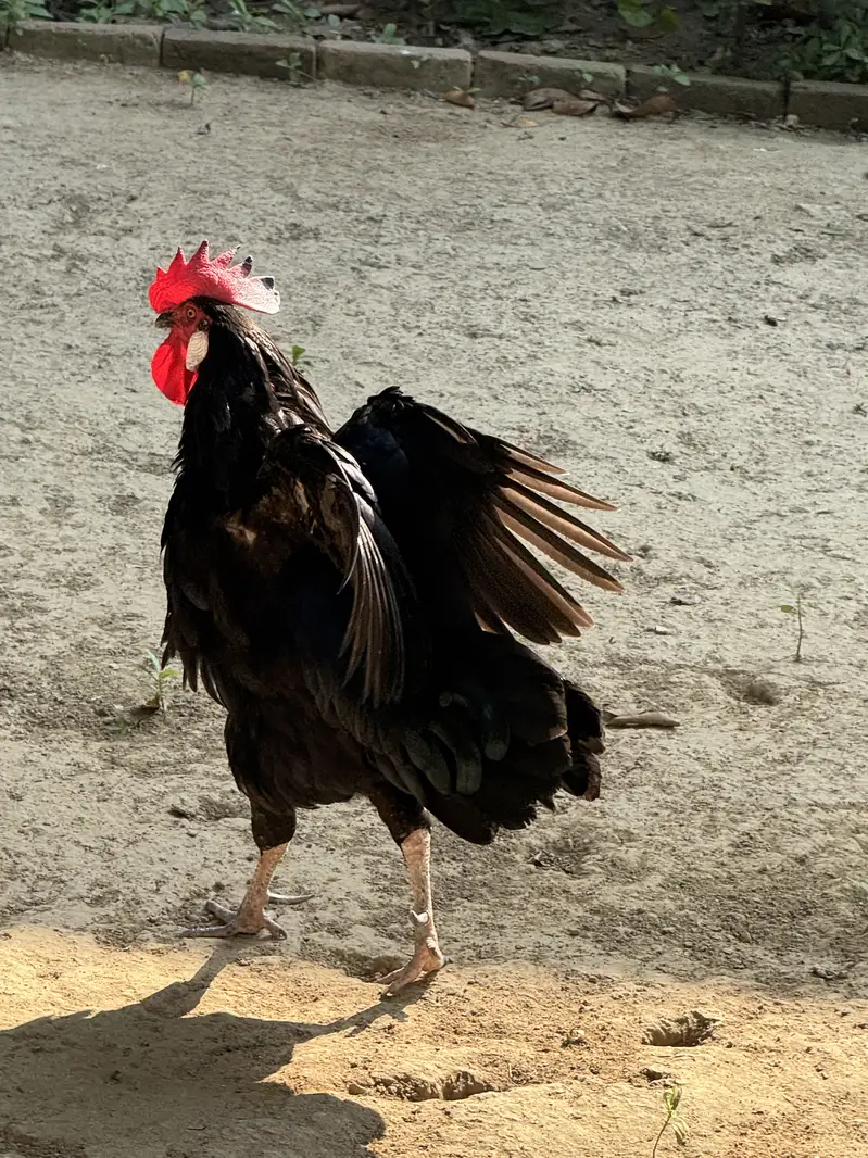 Beautiful Black Rooster for Sale – Rs. 15,000 — photo 2
