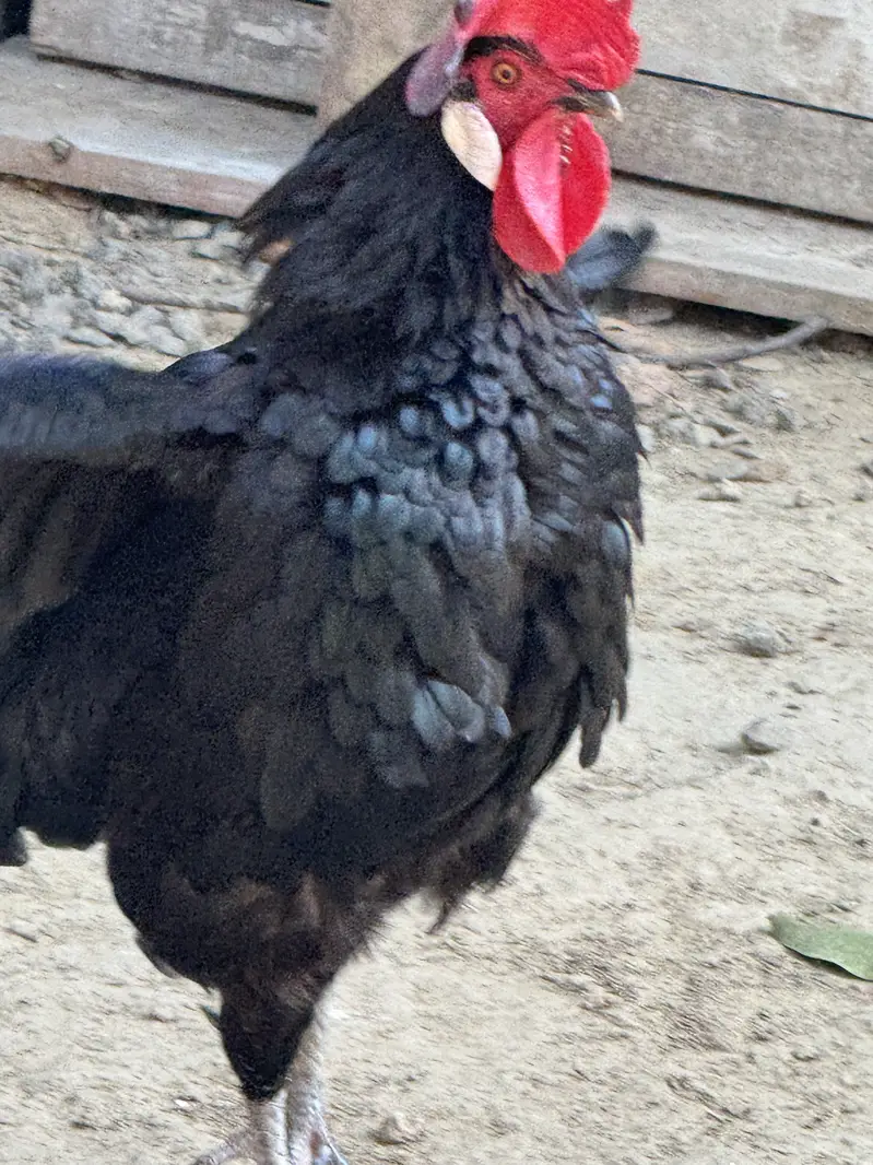 Beautiful Black Rooster for Sale – Rs. 15,000 — photo 3