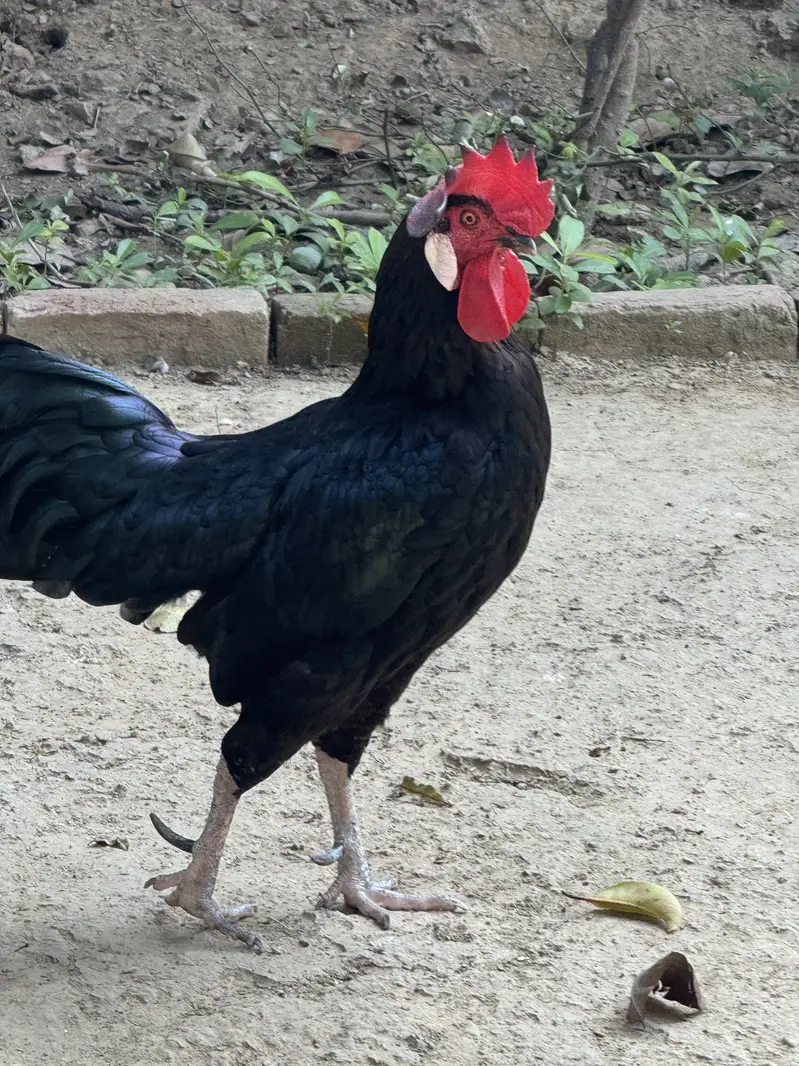 Beautiful Black Rooster for Sale – Rs. 15,000 — photo 4