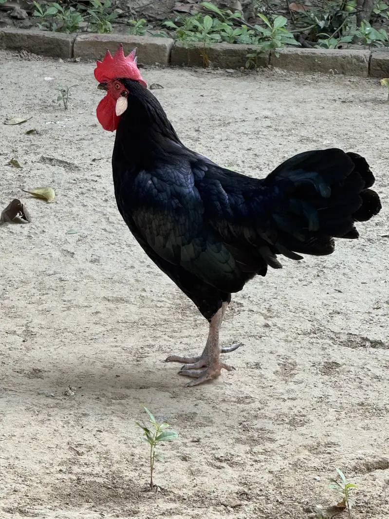 Beautiful Black Rooster for Sale – Rs. 15,000 — photo 5