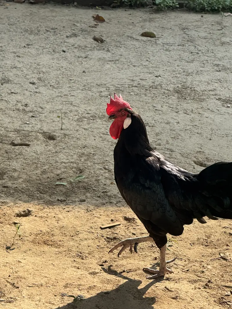 Beautiful Black Rooster for Sale – Rs. 15,000 — photo 6