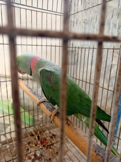 Pahari Parrot for Sale – Healthy & Active