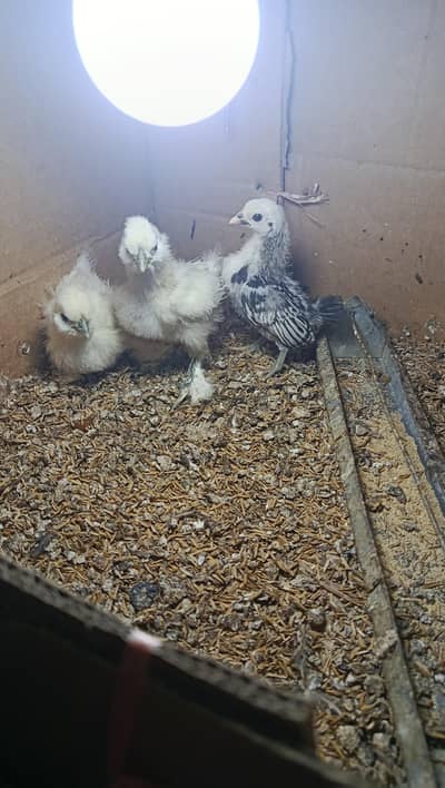 White Silkie, Silver Sebright Chicks 0332-4153261