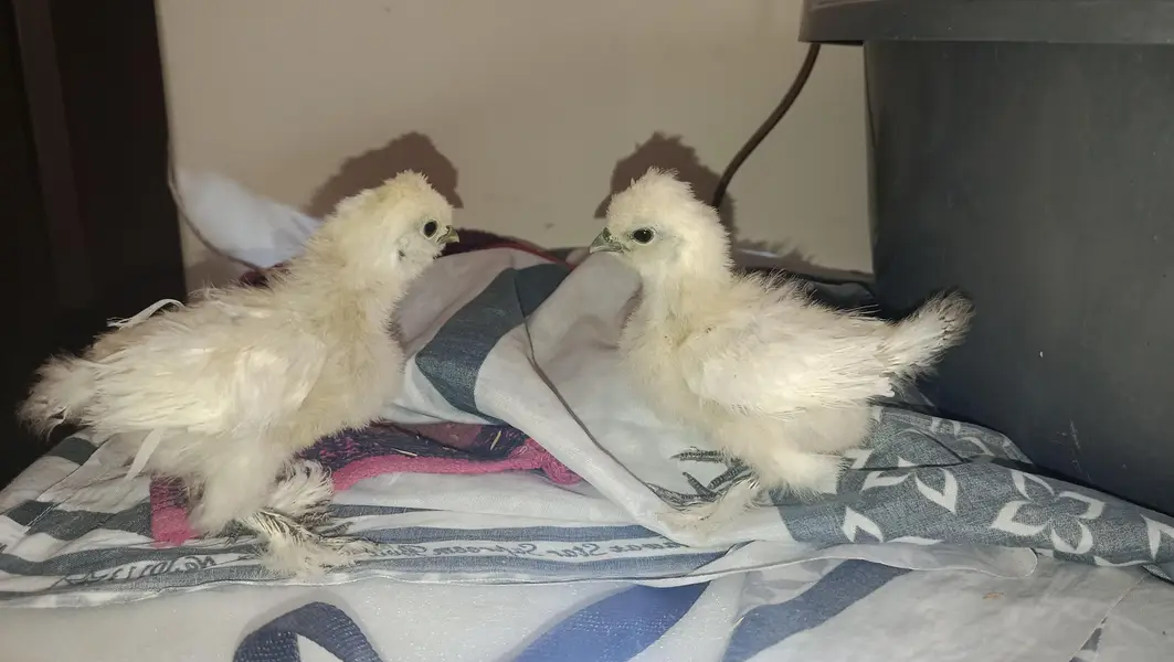 White Silkie, Silver Sebright Chicks 0332-4153261 — photo 3