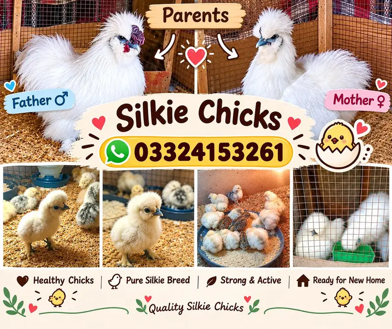 White Silkie, Silver Sebright Chicks 0332-4153261 — photo 4