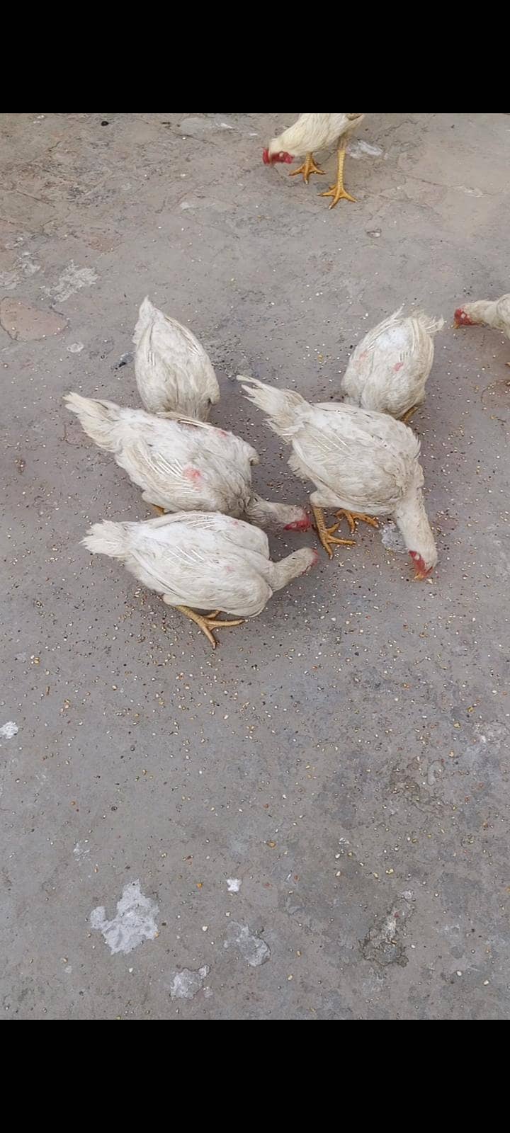 dragon chicken 2