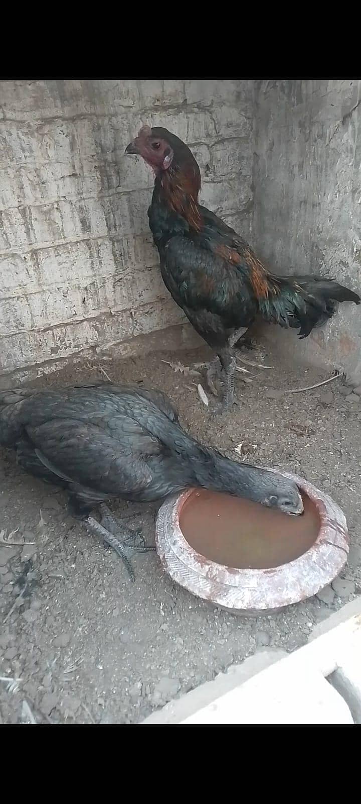 dragon chicken 7