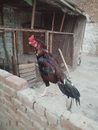 aseel murga mianwali