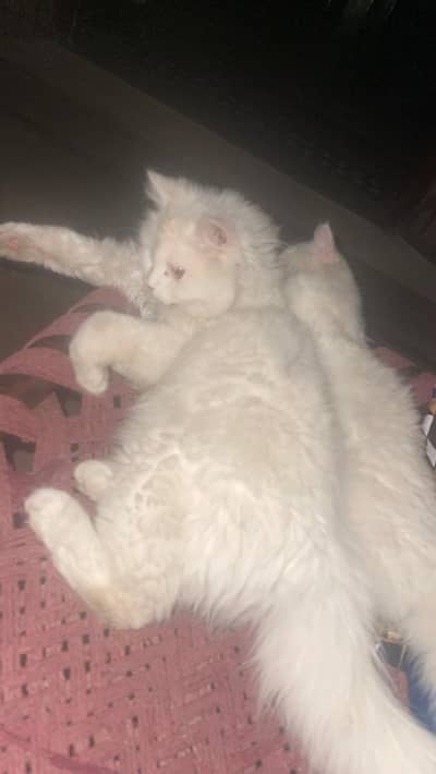 persian cats pair