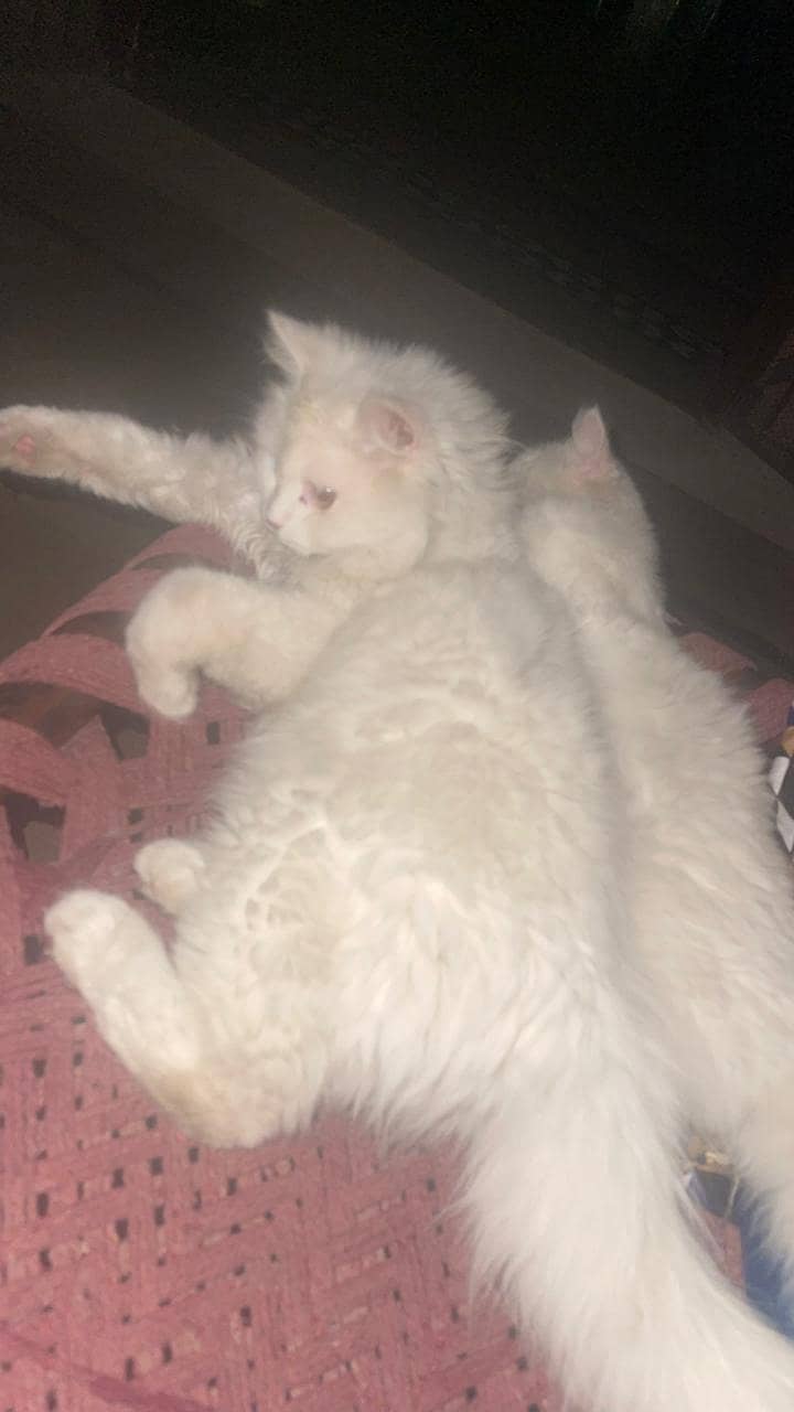 persian cats pair 0