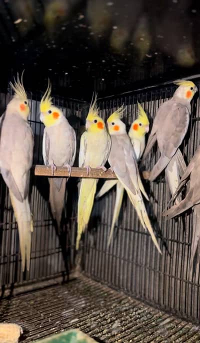 Cocktail breeder or ready to breed 12 piece's for sale 0302/979/8991
