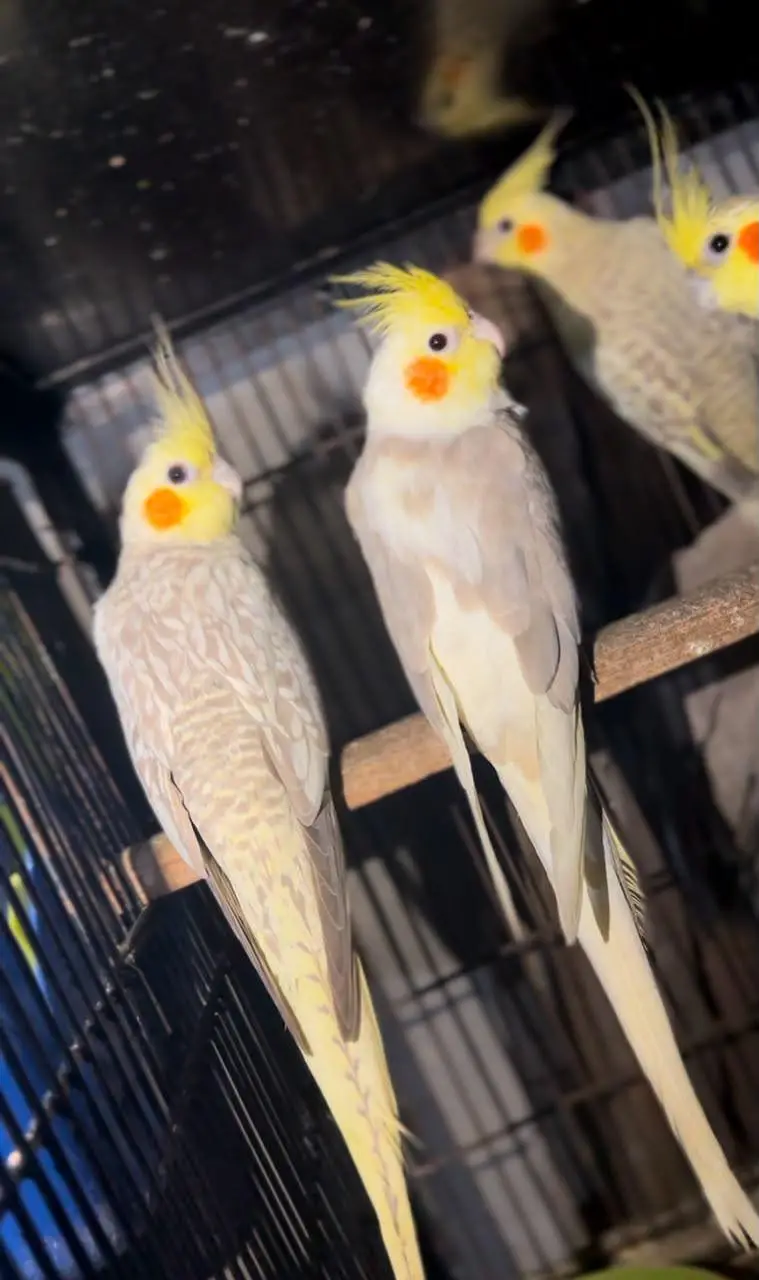 Cocktail breeder or ready to breed 12 piece's for sale 0302/979/8991 — photo 5