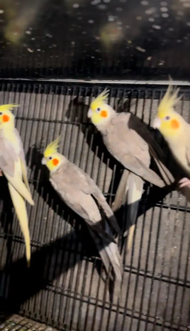 Cocktail breeder or ready to breed 12 piece's for sale 0302/979/8991 — photo 6