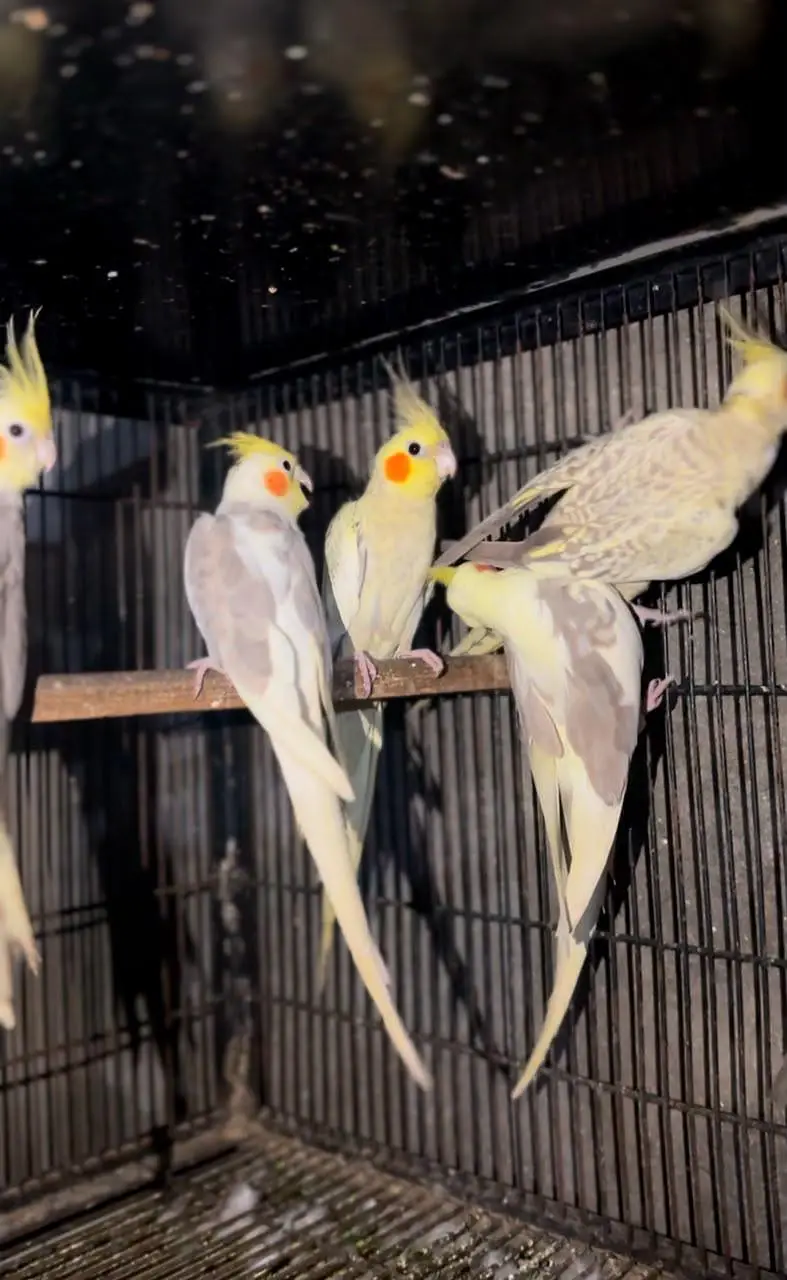 Cocktail breeder or ready to breed 12 piece's for sale 0302/979/8991 — photo 7