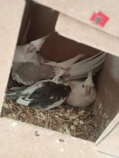Cocktail chick for hand tam