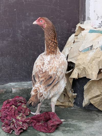 Aseel murgi Female