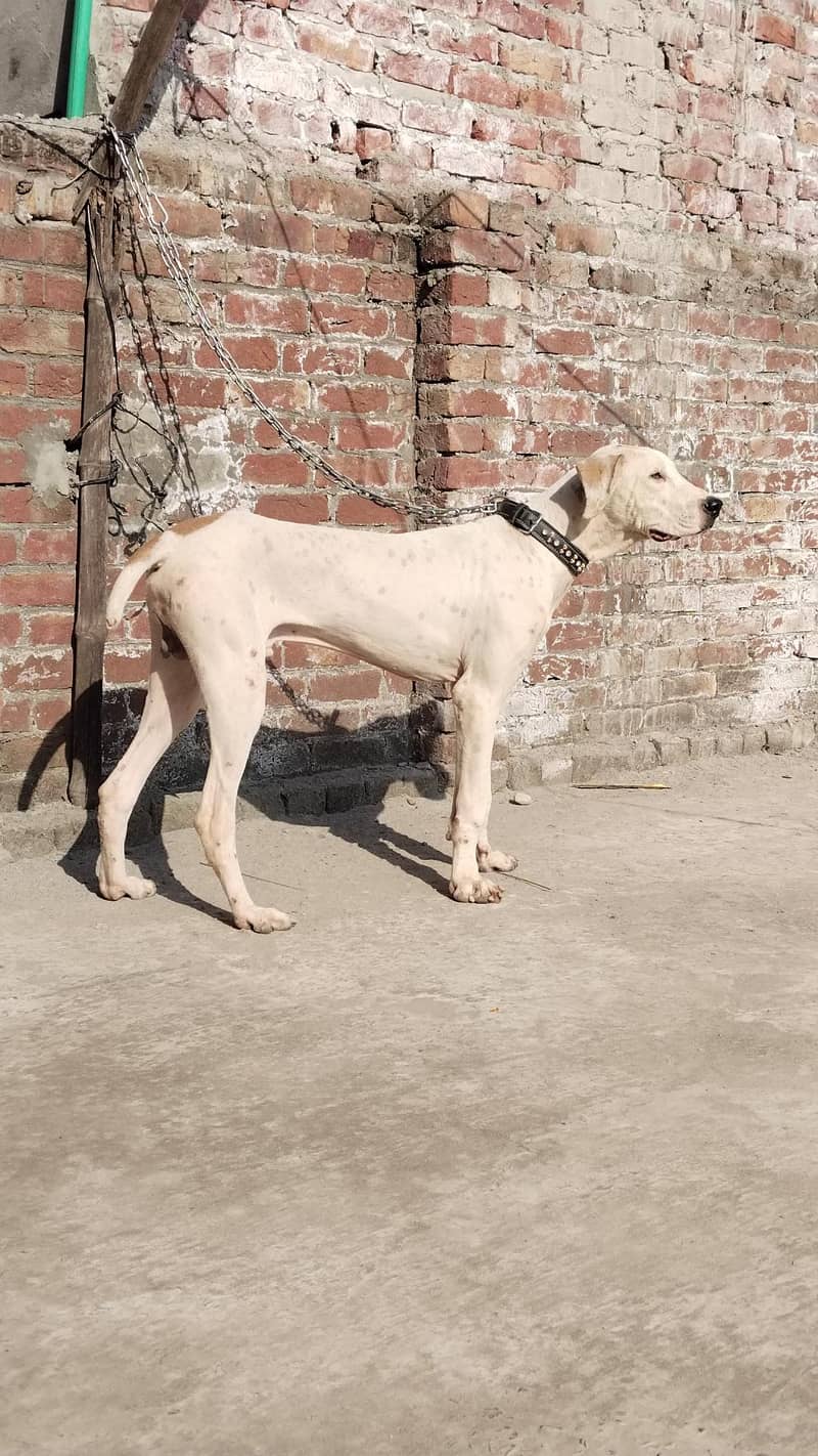 Bully Puppy 1