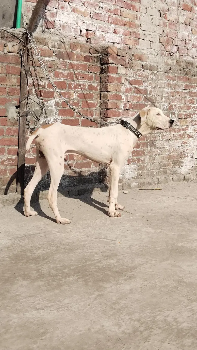 Bully Puppy — photo 2