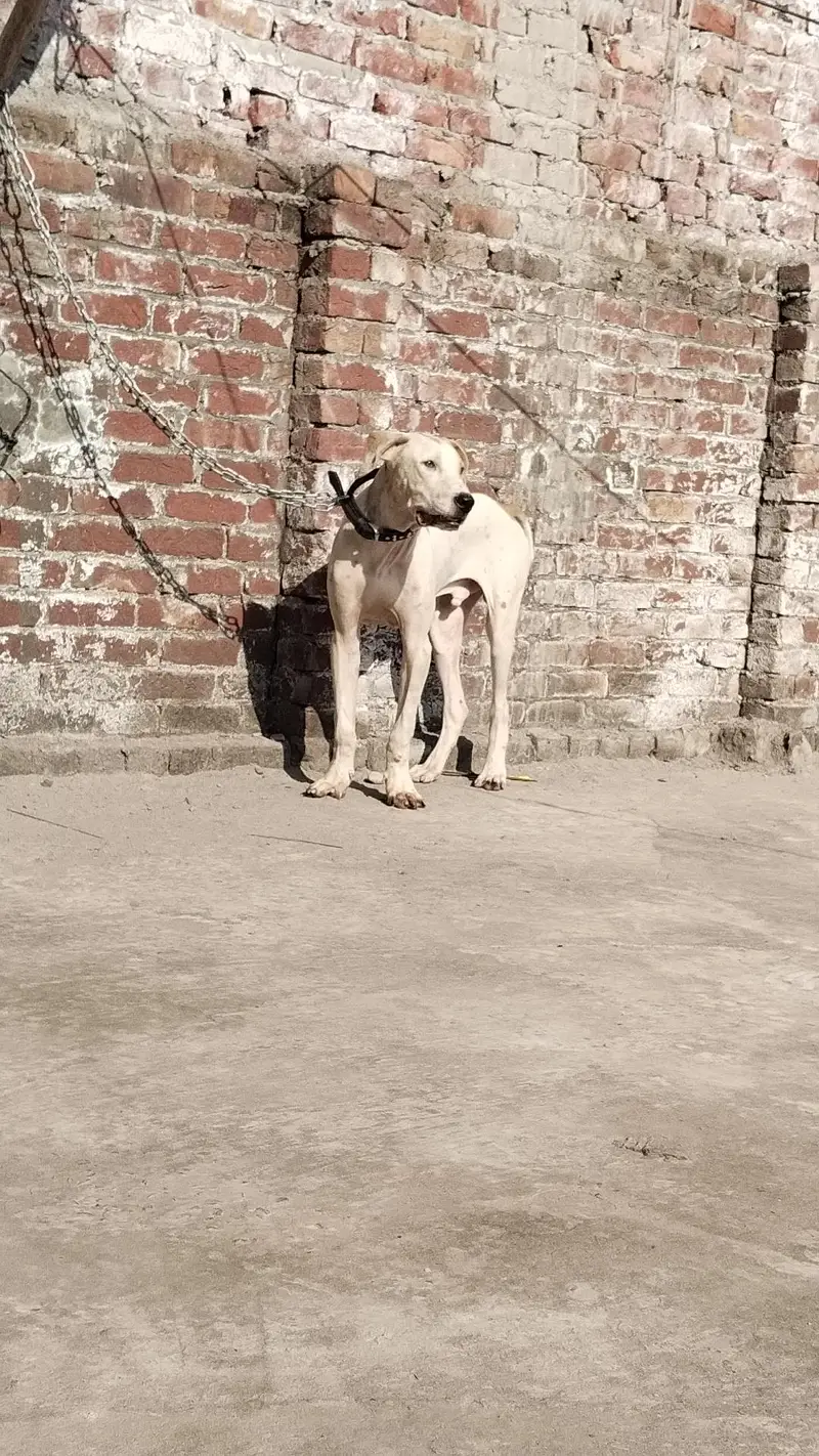 Bully Puppy — photo 3