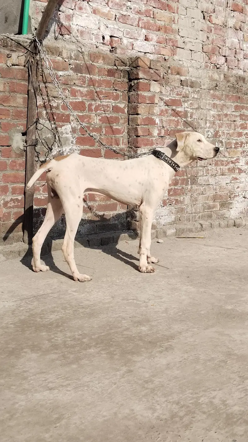 Bully Puppy — photo 4