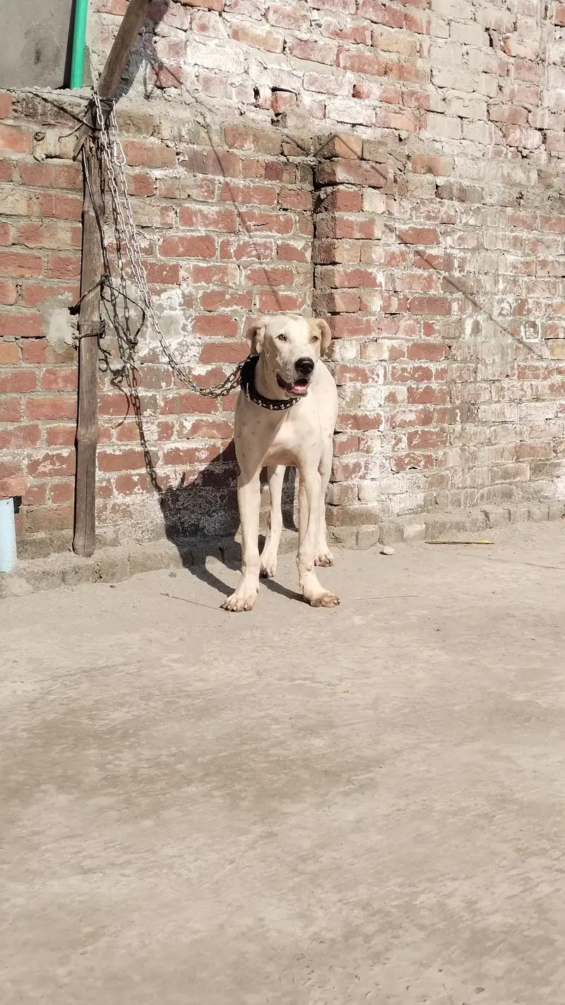 Bully Puppy — photo 5