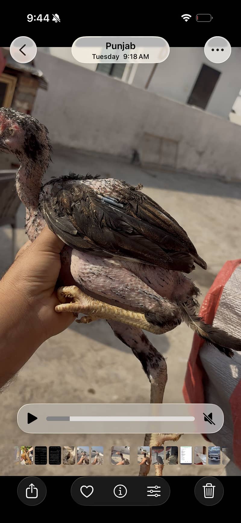 Aseel / desi pathiyan 1