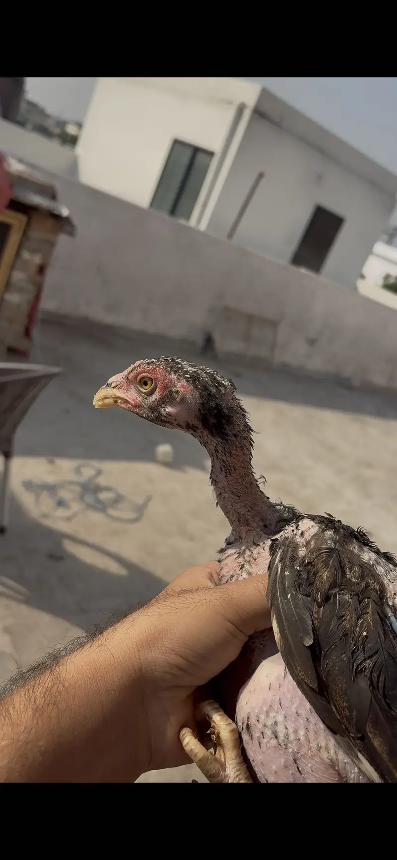 Aseel / desi pathiyan — photo 3