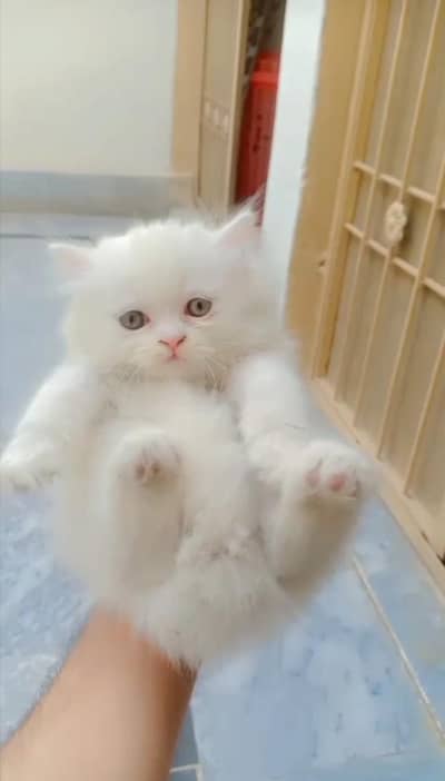 Persian kittens pair cat for sale Whatsapp nbr 03084970434