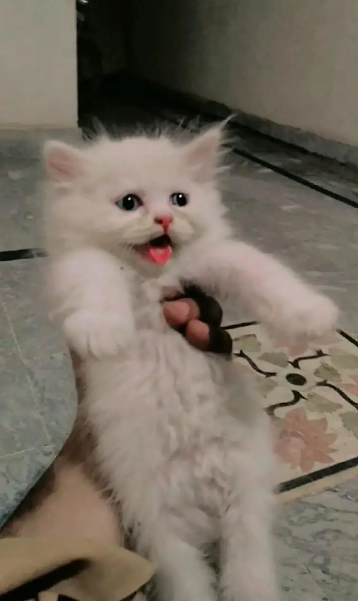 Persian kittens pair cat for sale Whatsapp nbr 03084970434 — photo 2