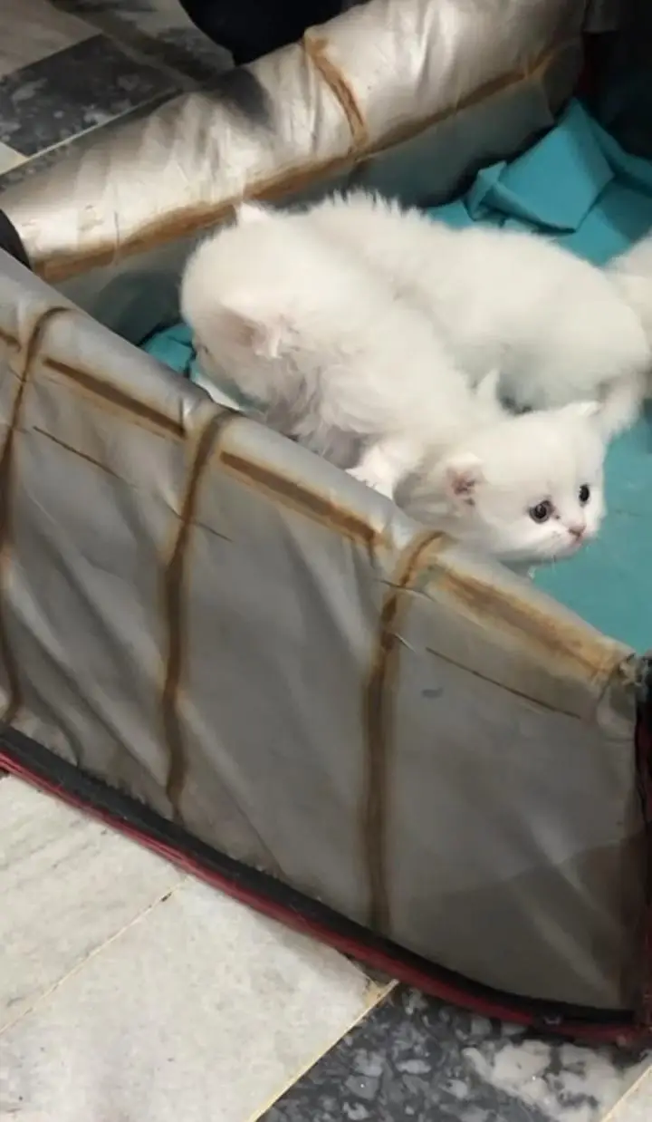 Persian kittens pair cat for sale Whatsapp nbr 03084970434 — photo 3
