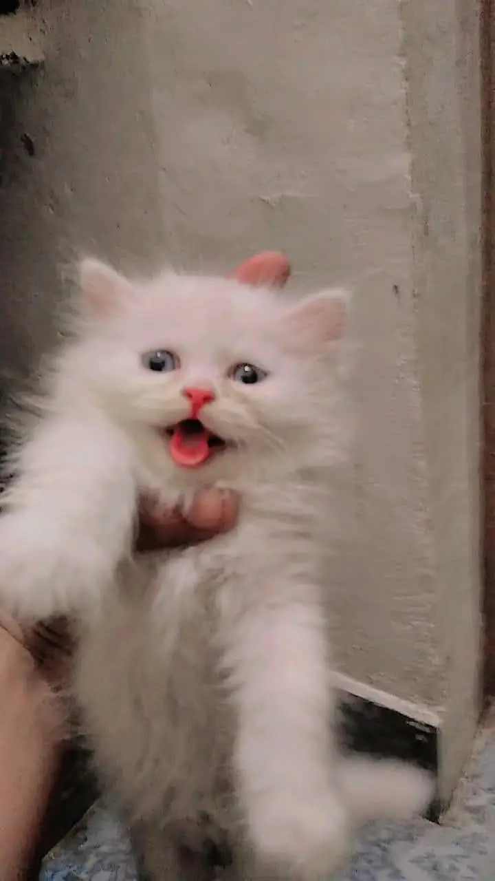 Persian kittens pair cat for sale Whatsapp nbr 03084970434 — photo 4