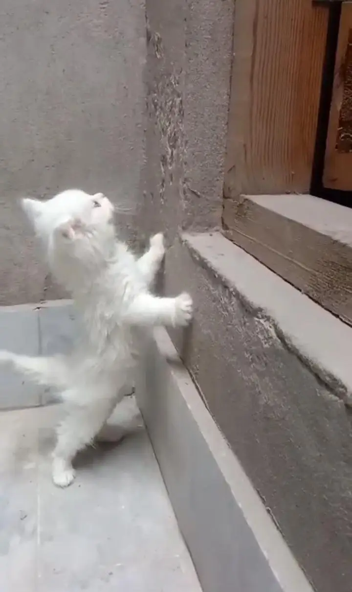 Persian kittens pair cat for sale Whatsapp nbr 03084970434 — photo 5