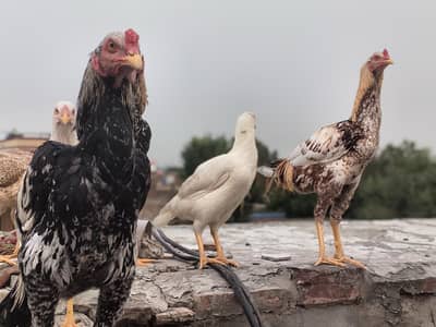3male or 4 female
