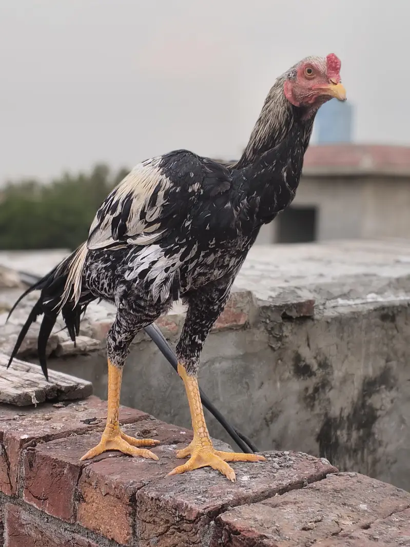 3male or 4 female — photo 3