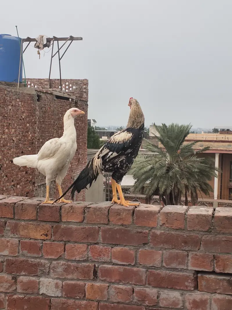 3male or 4 female — photo 4
