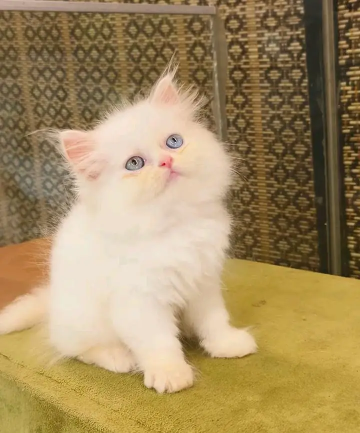 Persian cats WhatsApp 03470246622 /@&#$@-# — photo 2