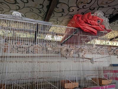 Dark Colour Fawn Java Breeder Pair