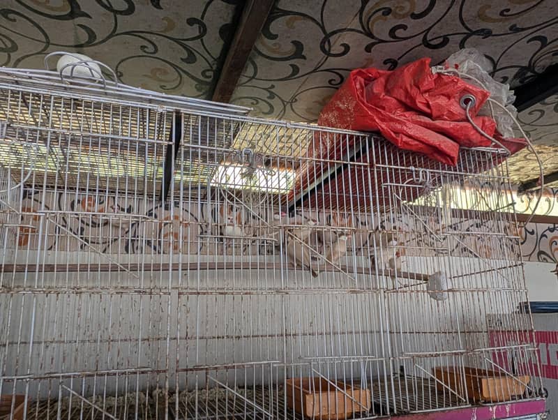 Dark Colour Fawn Java Breeder Pair 0