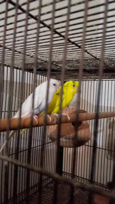 Australian birds