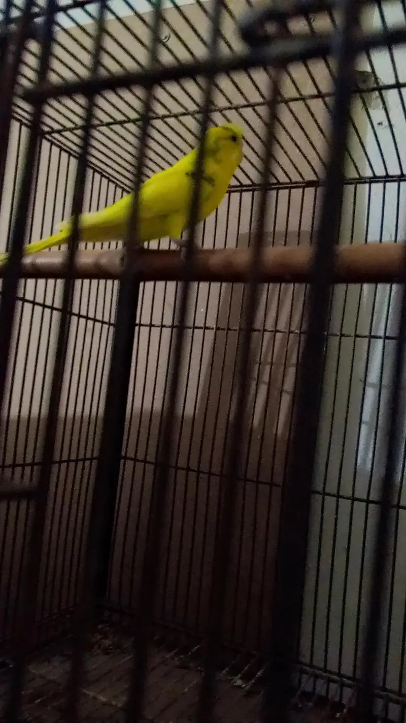 Australian birds — photo 4