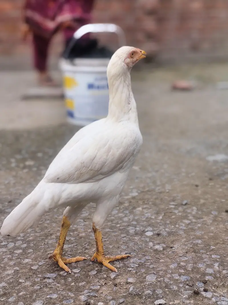 3male or 4 female — photo 5