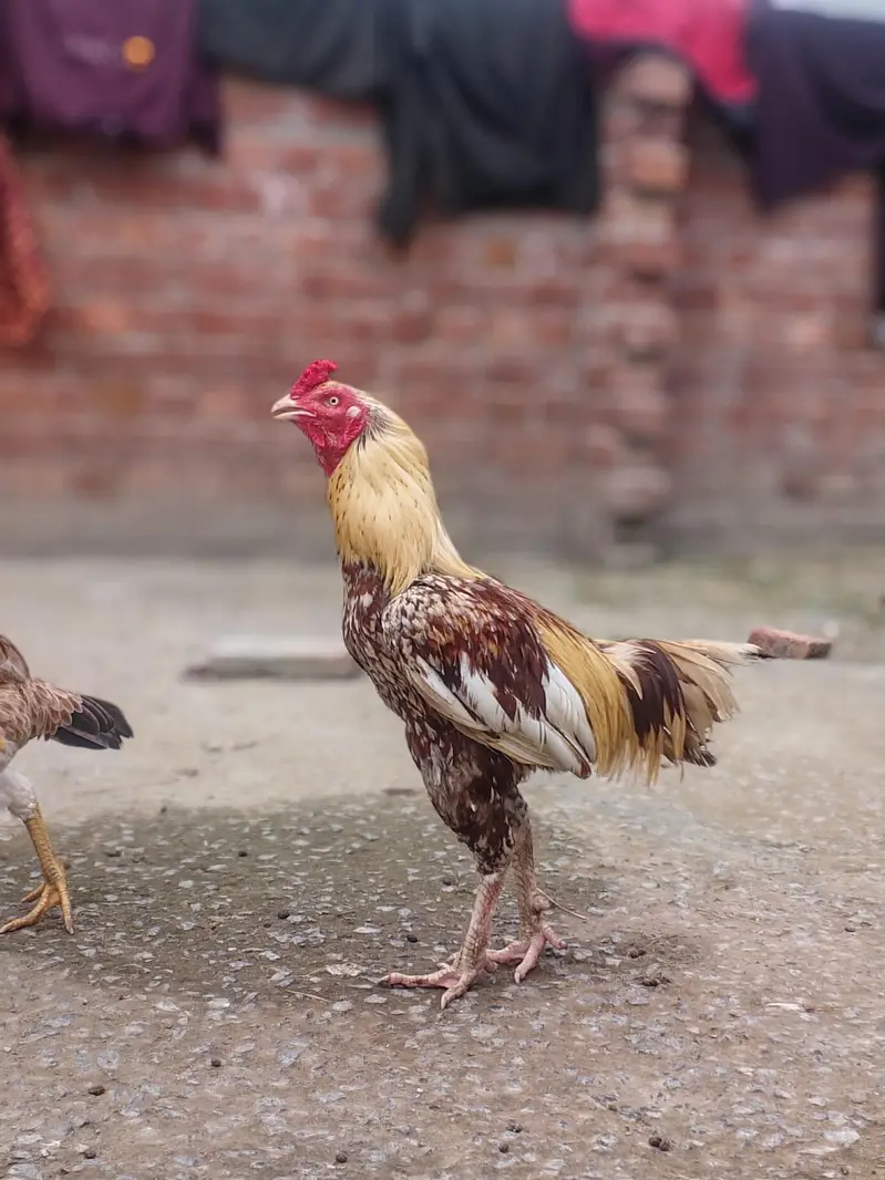 3male or 4 female — photo 6