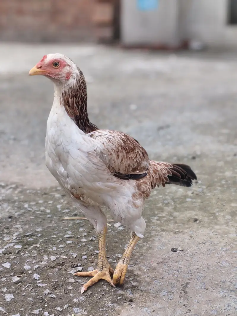 3male or 4 female — photo 8
