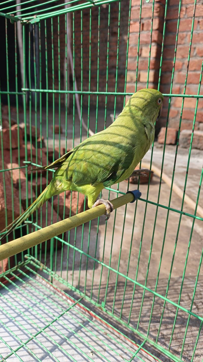 Green parrot 0