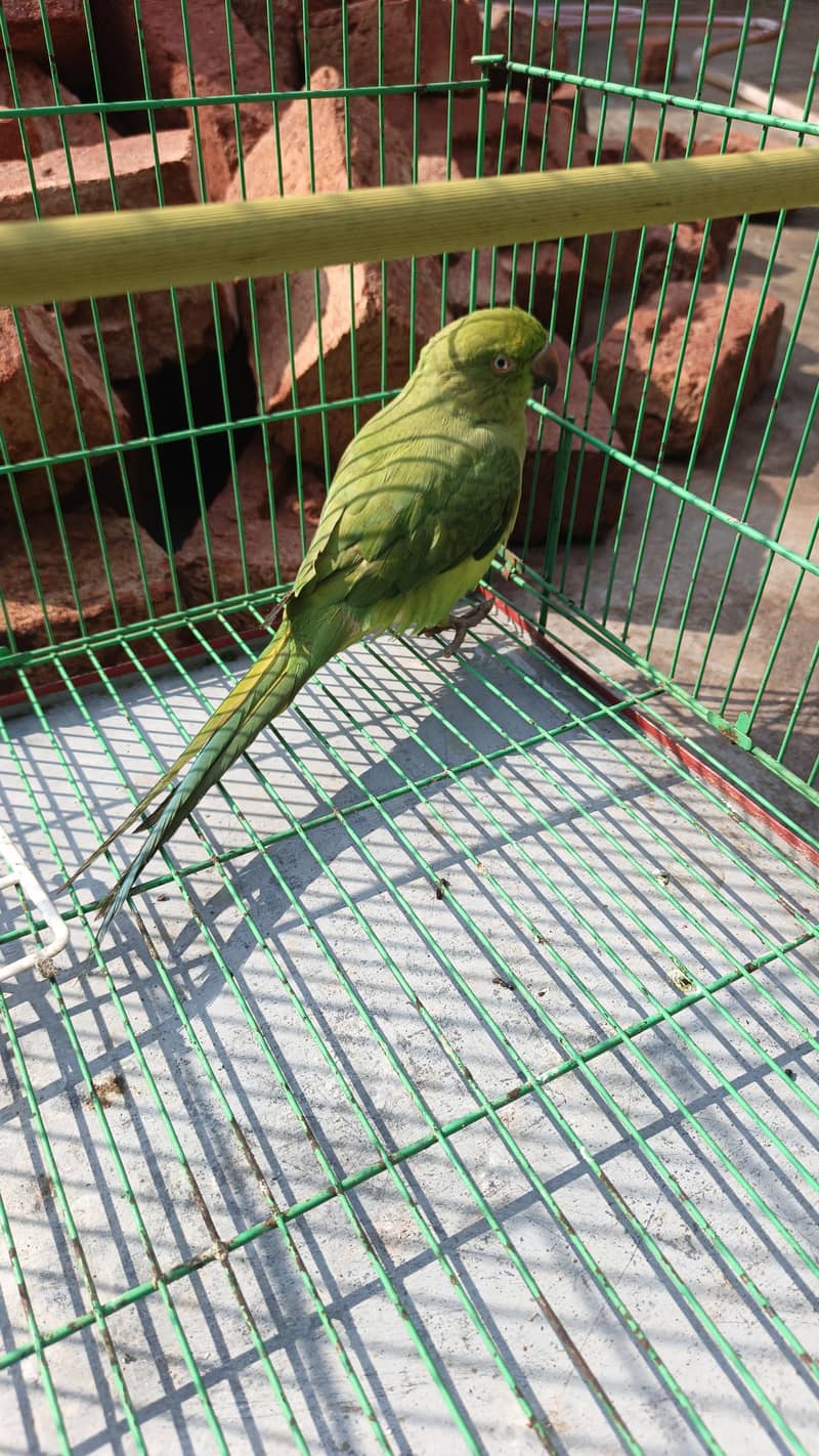 Green parrot 1