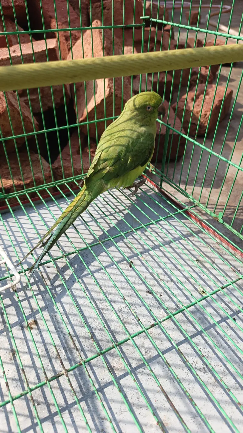 Green parrot — photo 2