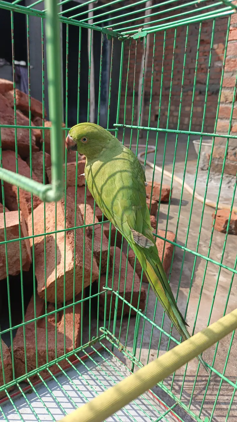 Green parrot — photo 3
