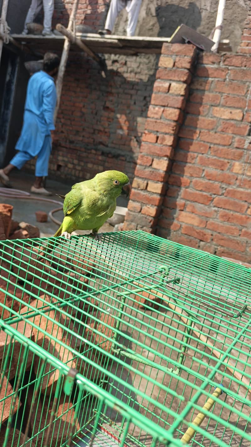 Green parrot 3