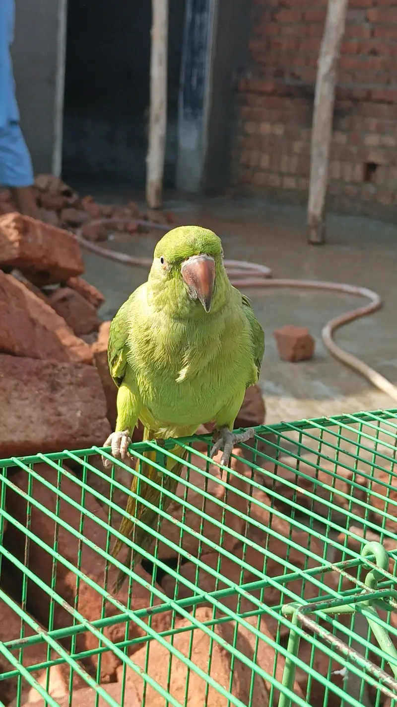 Green parrot — photo 5